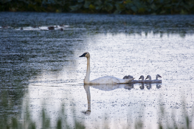Trumpeter Swan And Cygnets